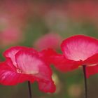 Roter Mohn