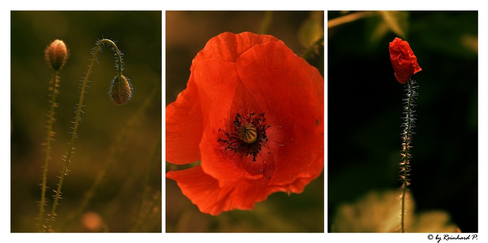 Roter Mohn