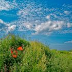 roter Mohn......