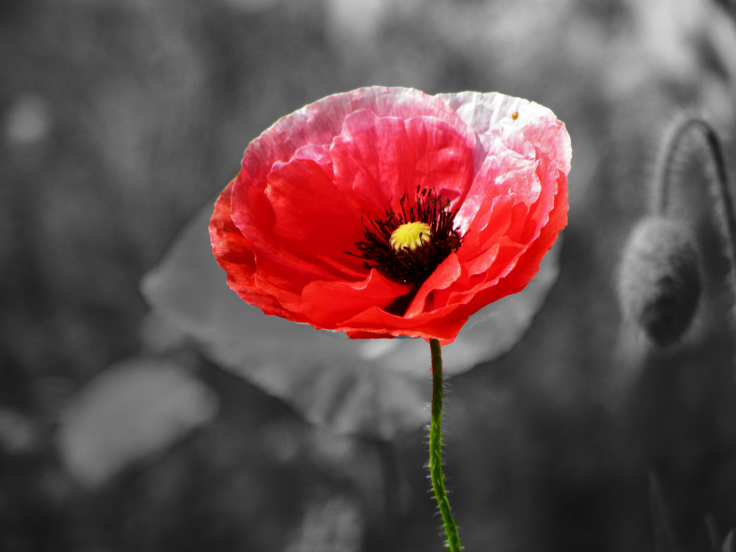 roter Mohn