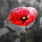 roter Mohn