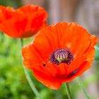 Roter Mohn