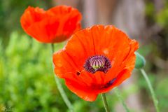 Roter Mohn