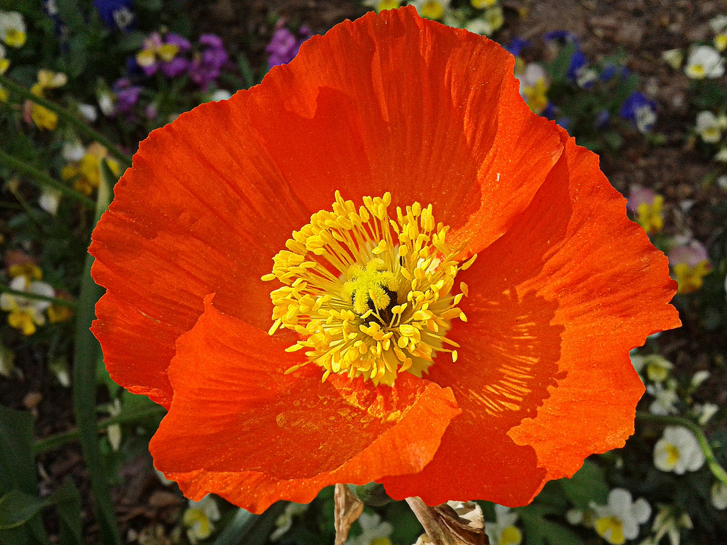 roter Mohn