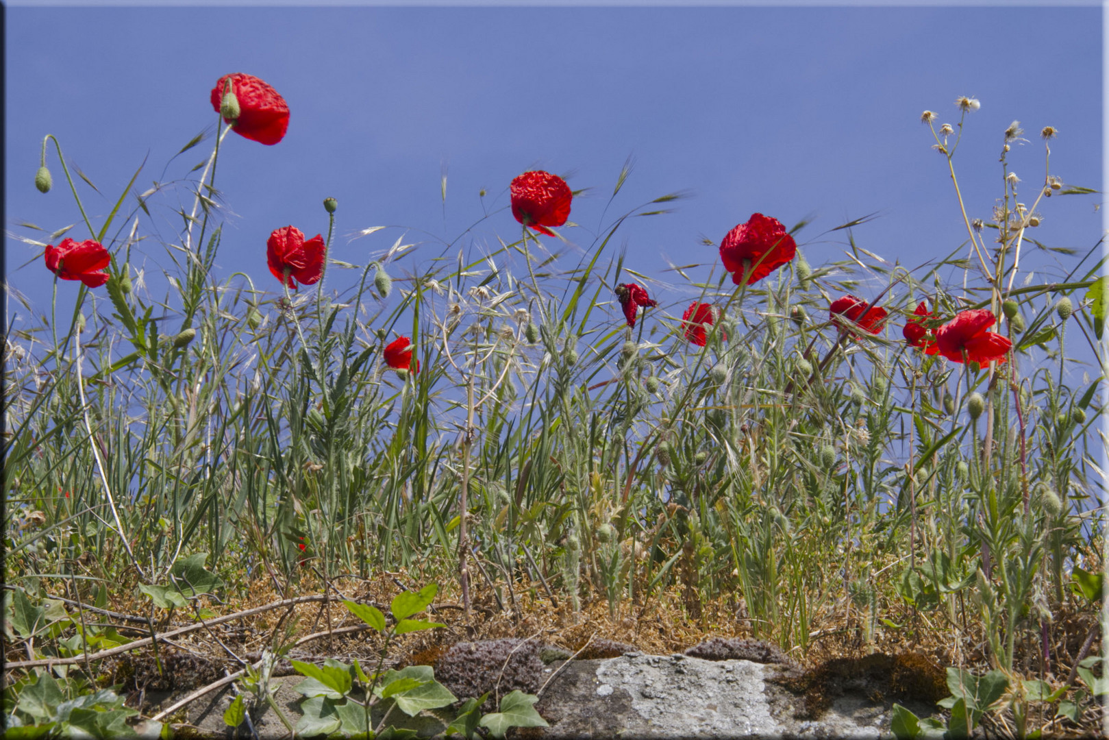 ROTER MOHN