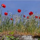 ROTER MOHN