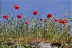 ROTER MOHN