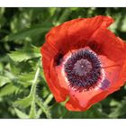 Roter Mohn