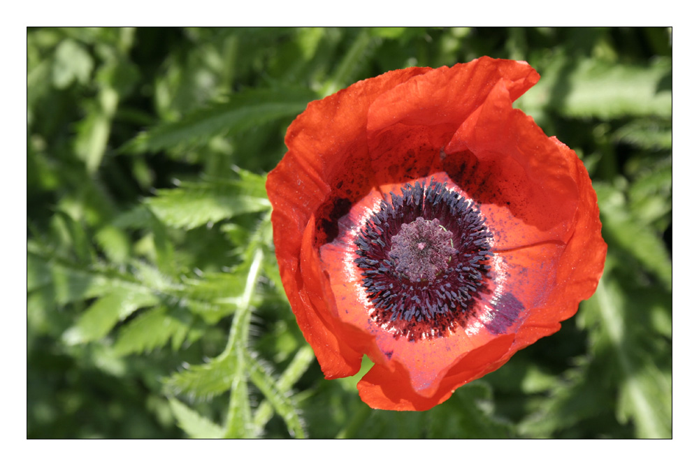 Roter Mohn