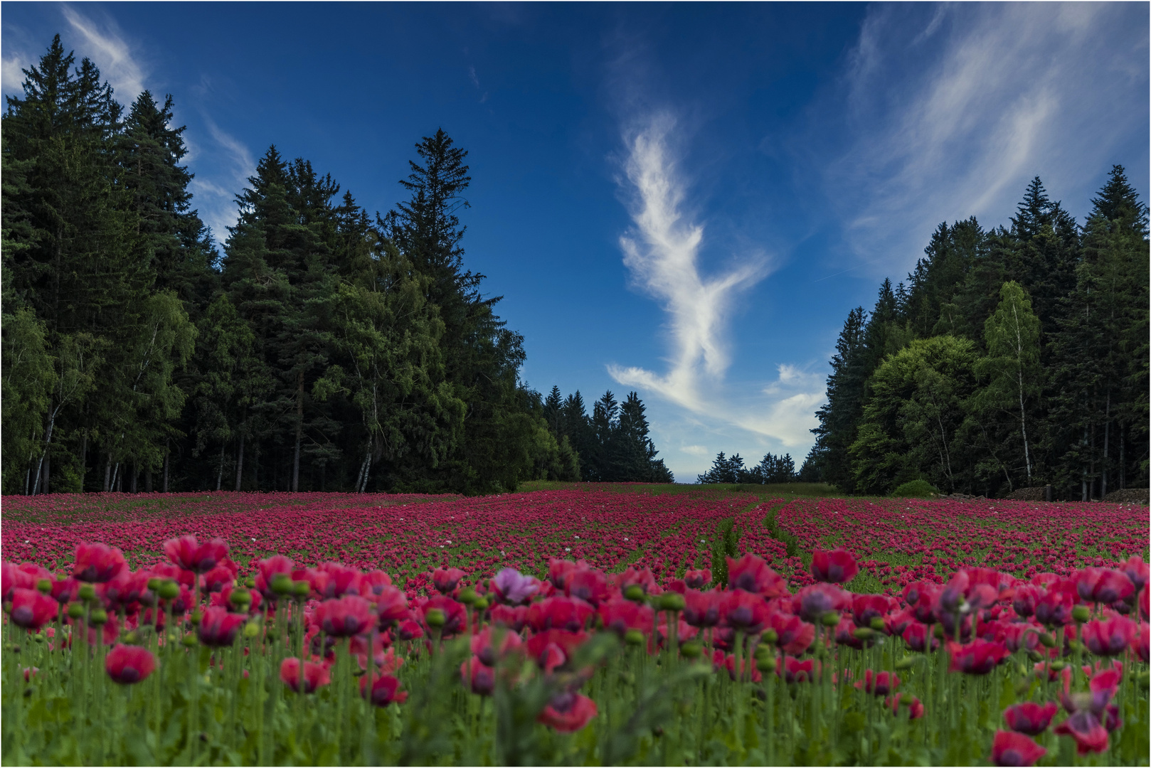 ROTER MOHN