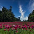 ROTER MOHN