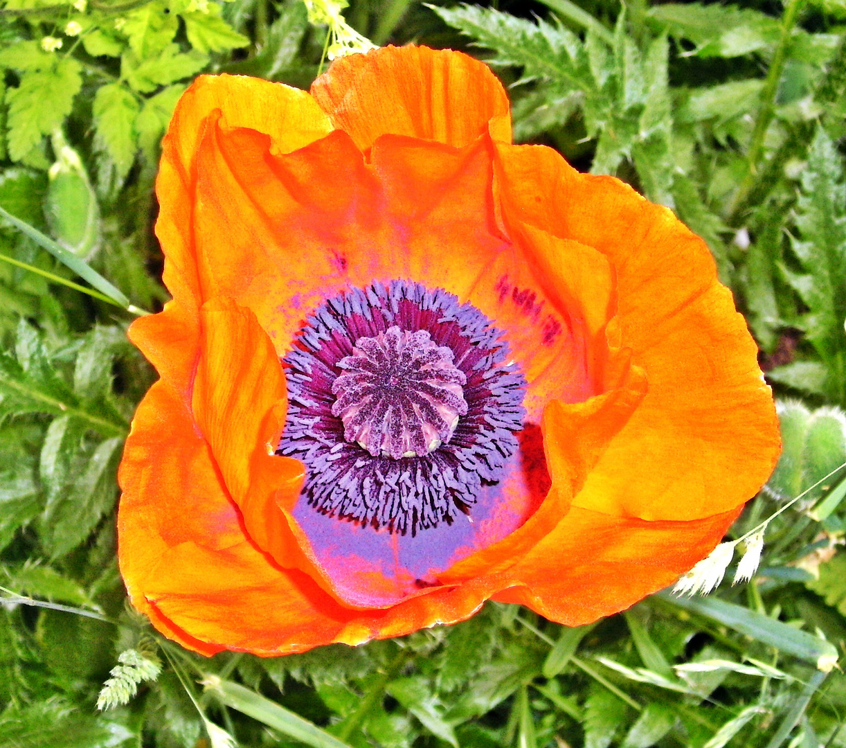 Roter Mohn... Foto & Bild | pflanzen, pilze & flechten, blüten