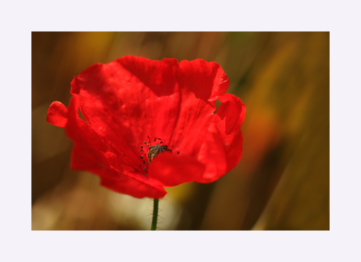 roter Mohn