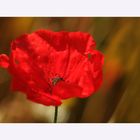 roter Mohn