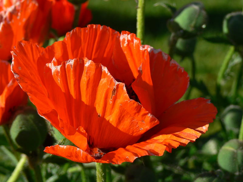 Roter Mohn