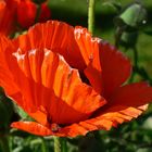 Roter Mohn