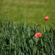 Roter Mohn