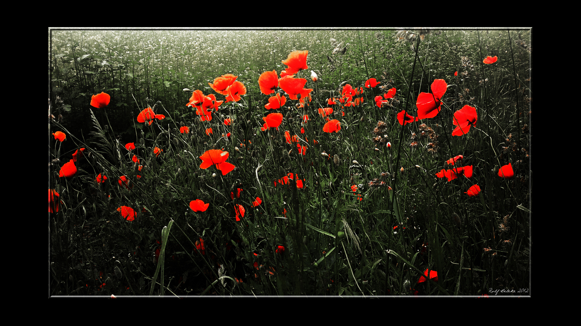 Roter Mohn