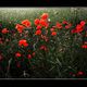 Roter Mohn