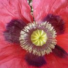 roter Mohn