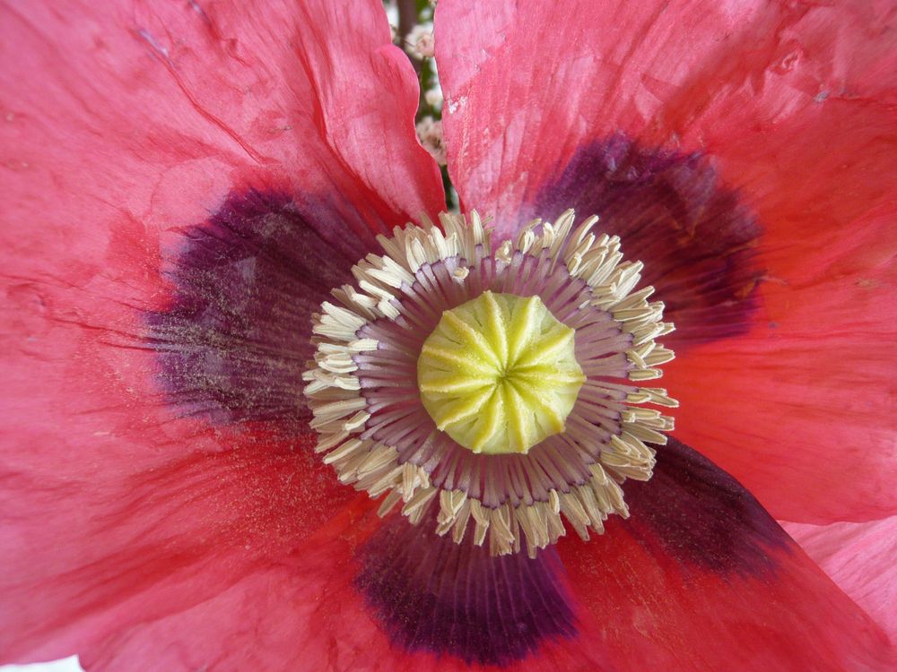 roter Mohn