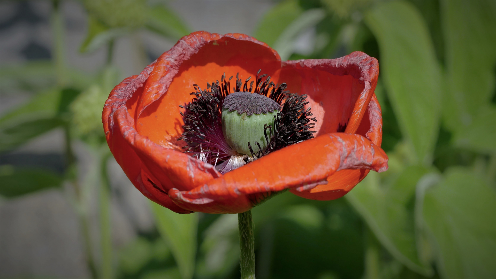 Roter Mohn