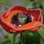 Roter Mohn