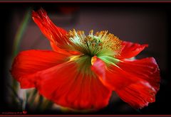 Roter Mohn