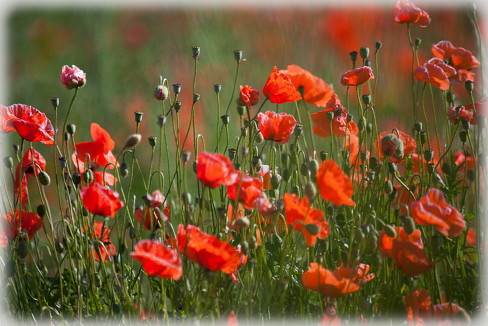 roter mohn...