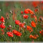 roter mohn...