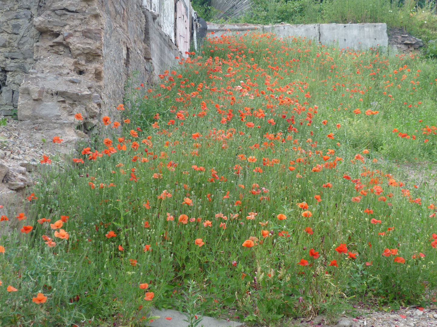 Roter Mohn