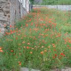 Roter Mohn