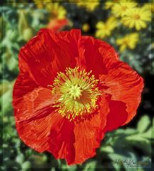 ROTER MOHN