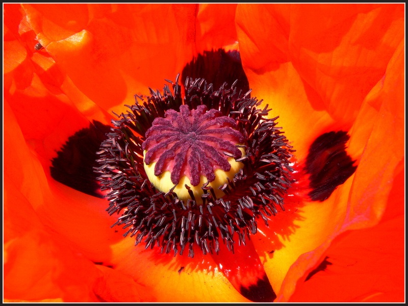 Roter Mohn