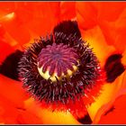 Roter Mohn