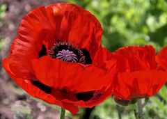 roter Mohn