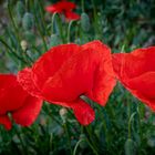 Roter Mohn