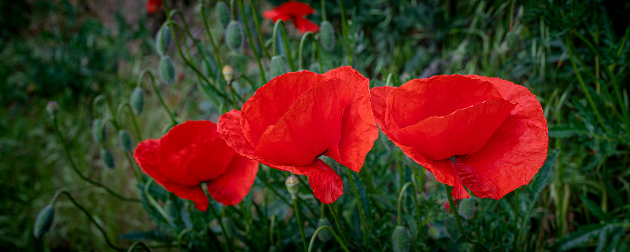 Roter Mohn