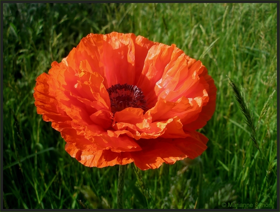 *Roter Mohn*