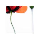 Roter Mohn 5