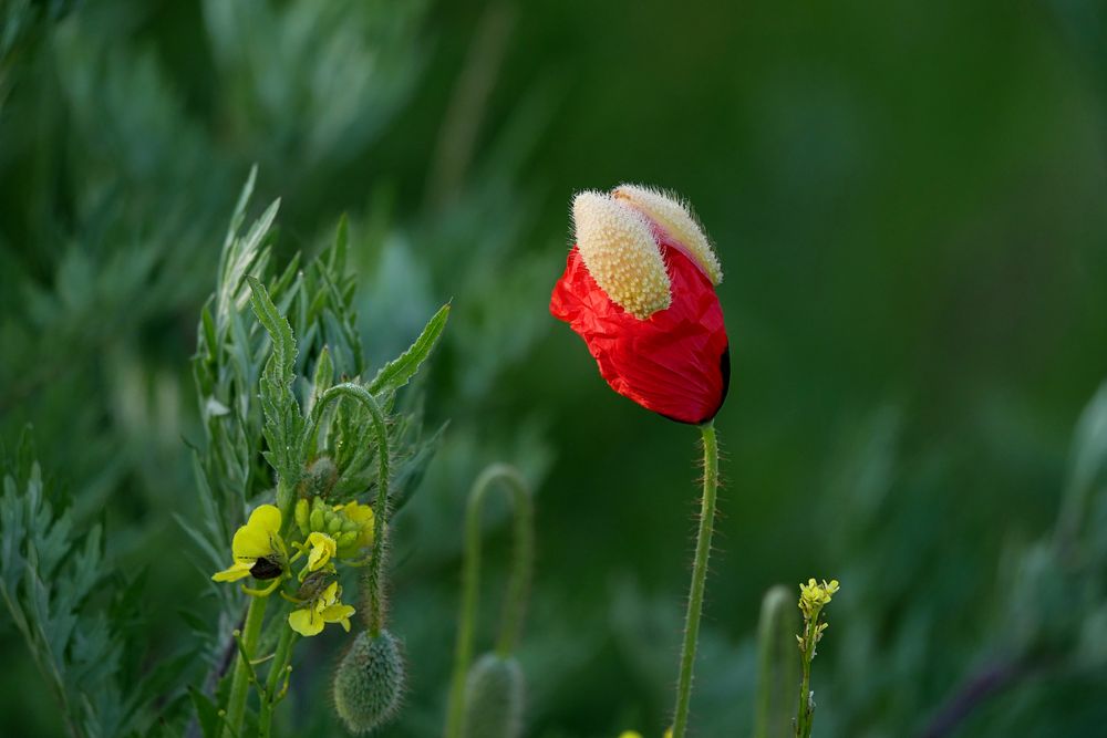 roter Mohn 