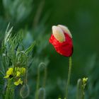 roter Mohn 