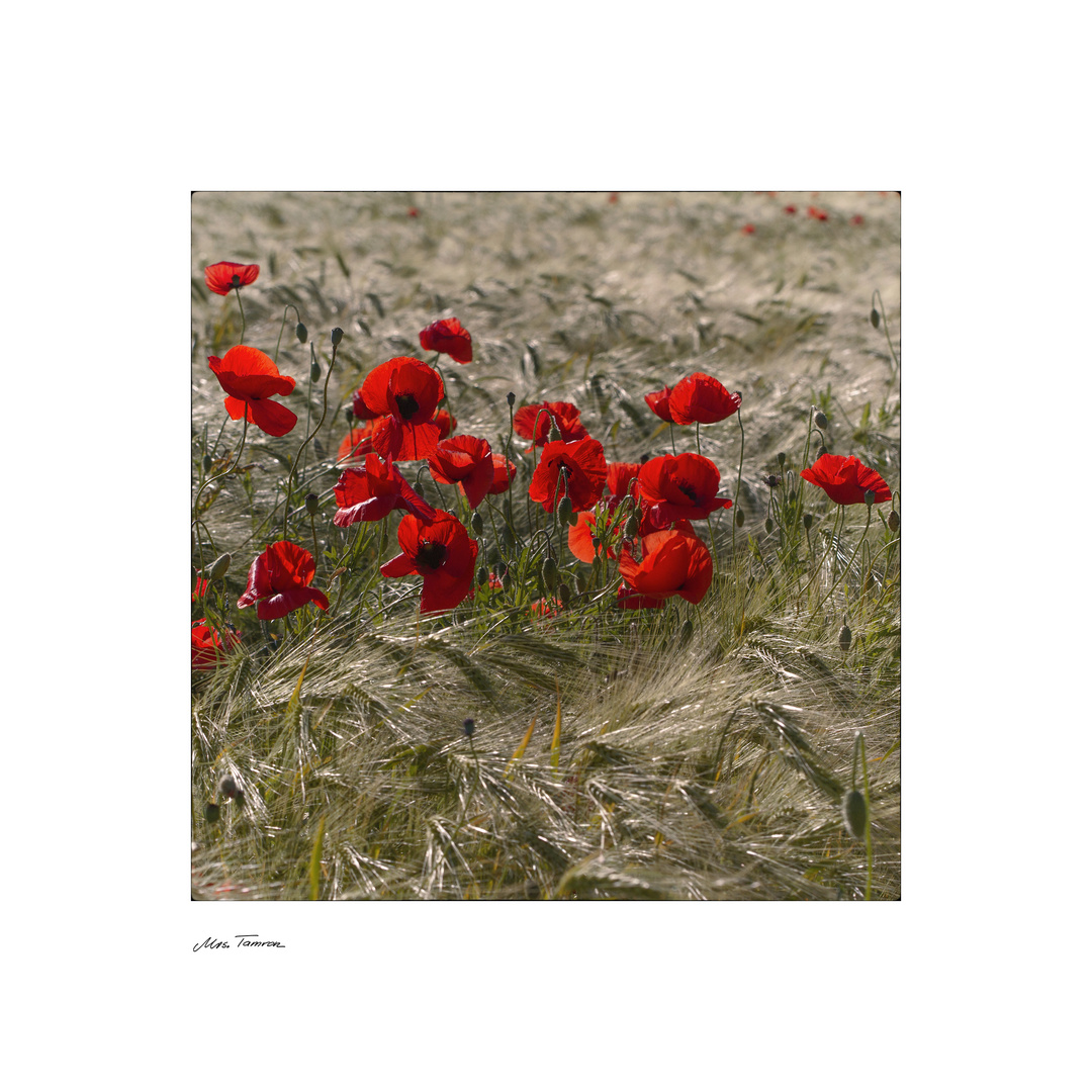 roter Mohn ...