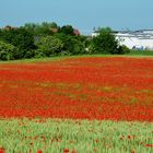 Roter Mohn