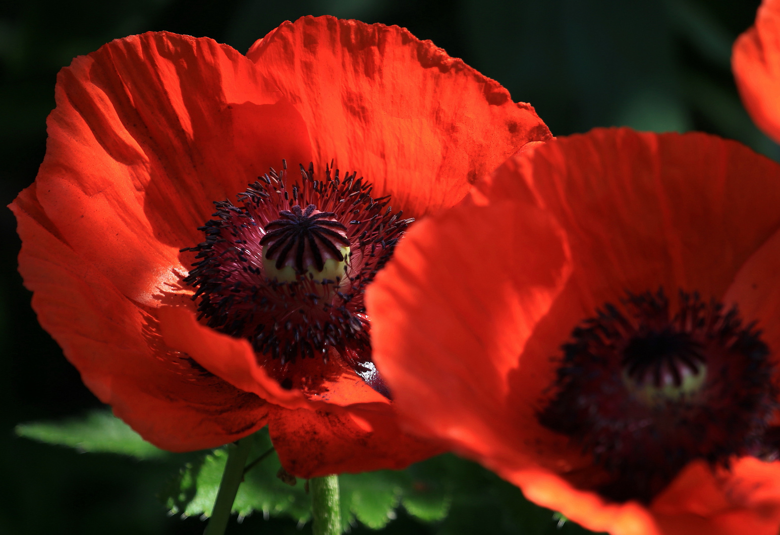 roter mohn