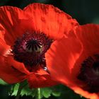 roter mohn