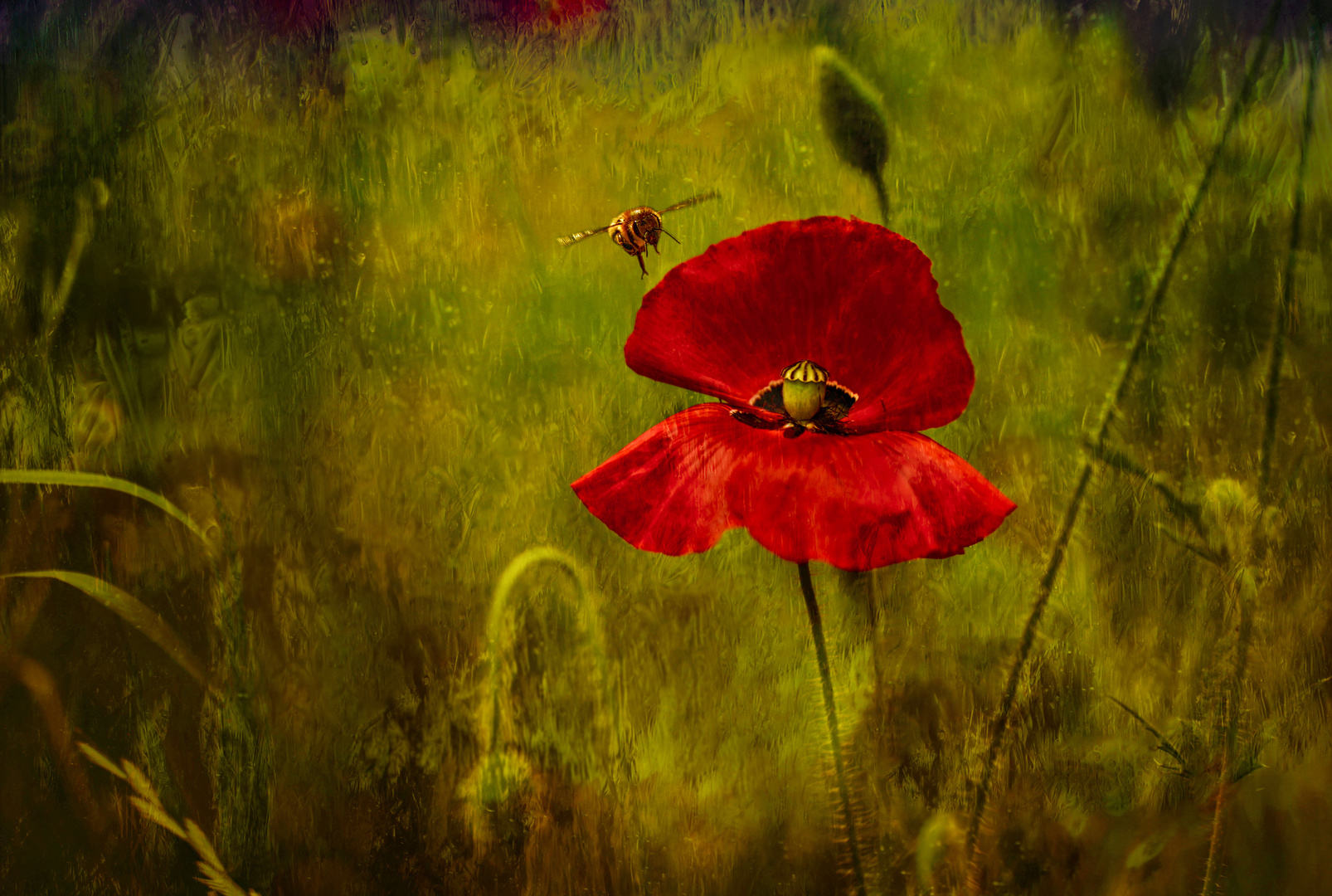 roter Mohn