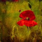 roter Mohn