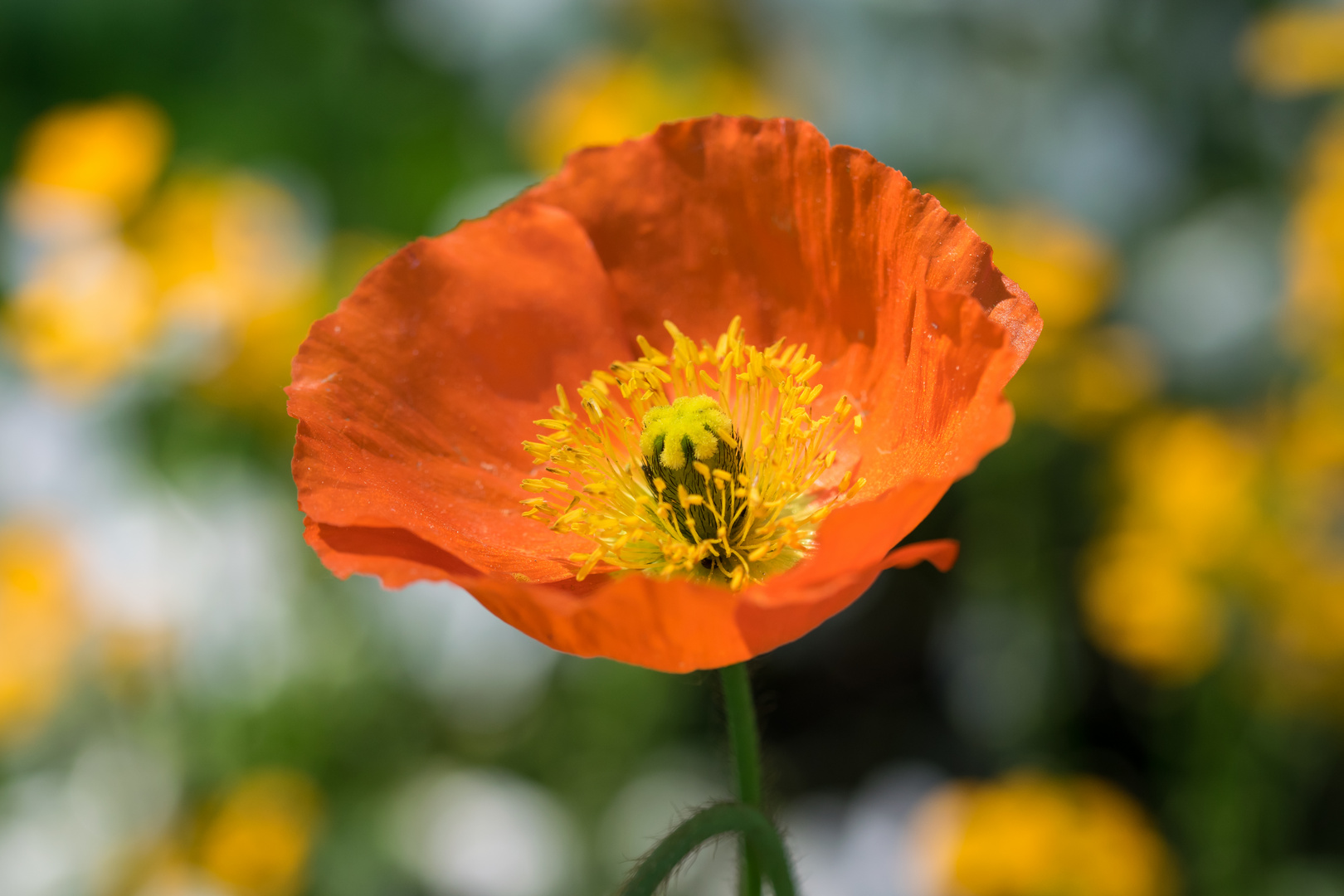 Roter Mohn