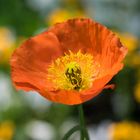 Roter Mohn